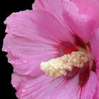 Blick ins Innere einer Stockrosenblüte (1)