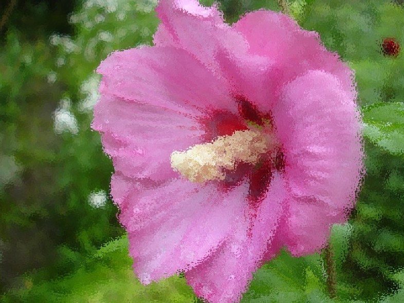 Blick ins Innere einer Stockrosenblüte (2)