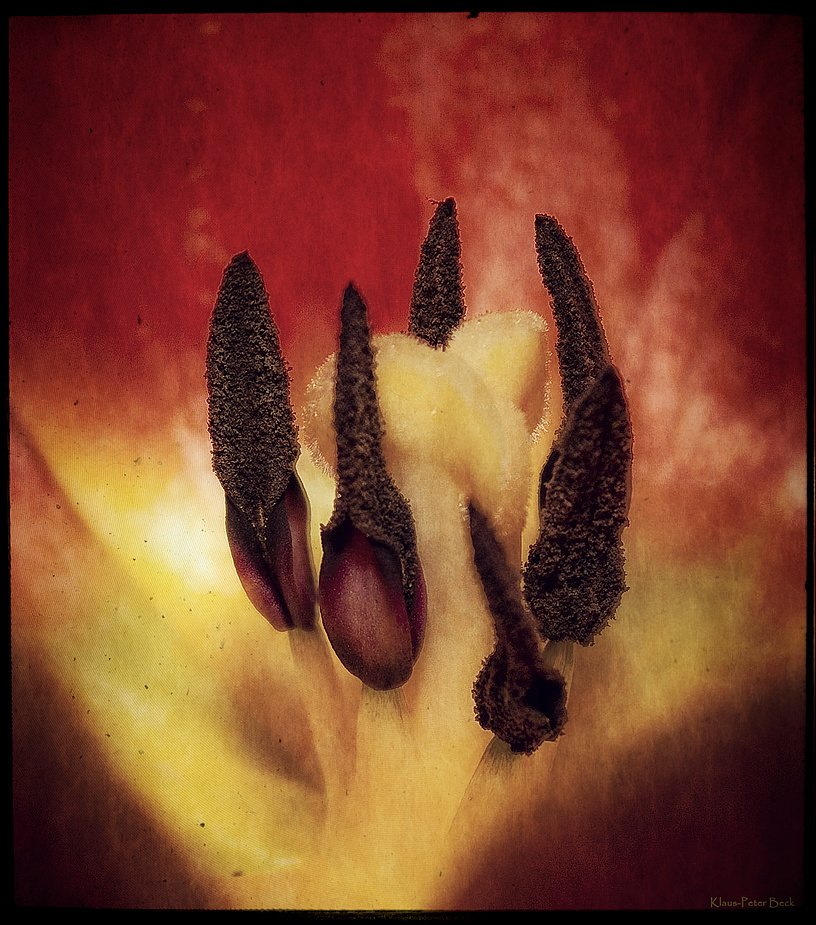 Blick ins Innere einer Tulpe