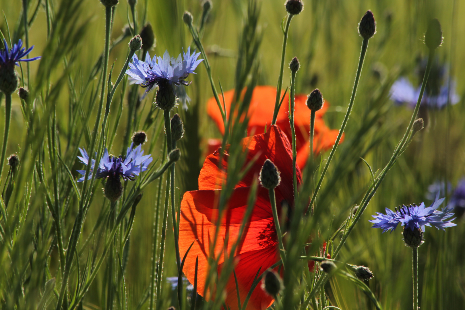 Blick ins Kornfeld