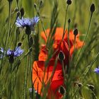 Blick ins Kornfeld