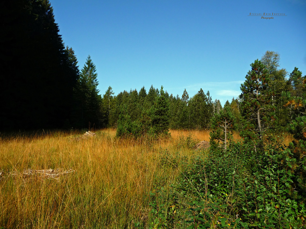 "Blick ins Missener Moor"