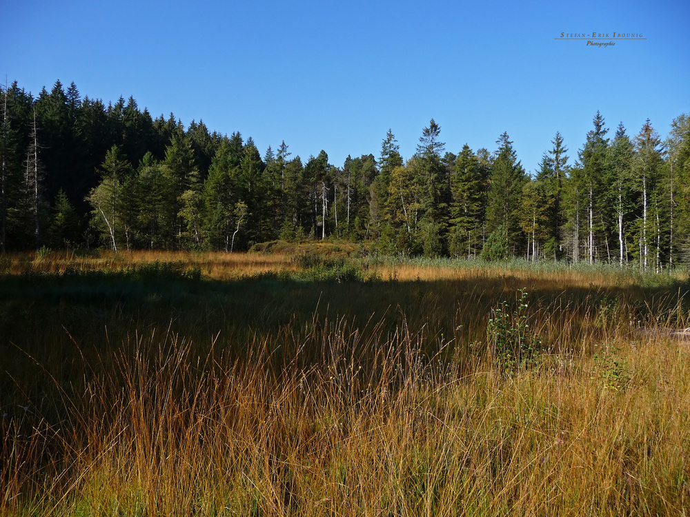 "Blick ins Missener Moor"