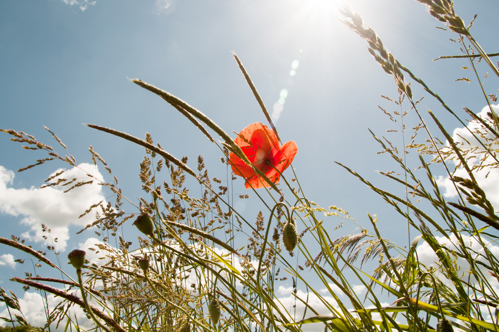 Blick ins Mohn