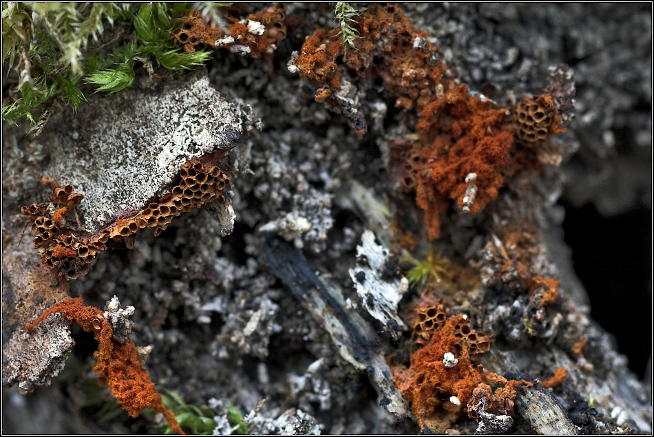 Blick ins morsche Holz...