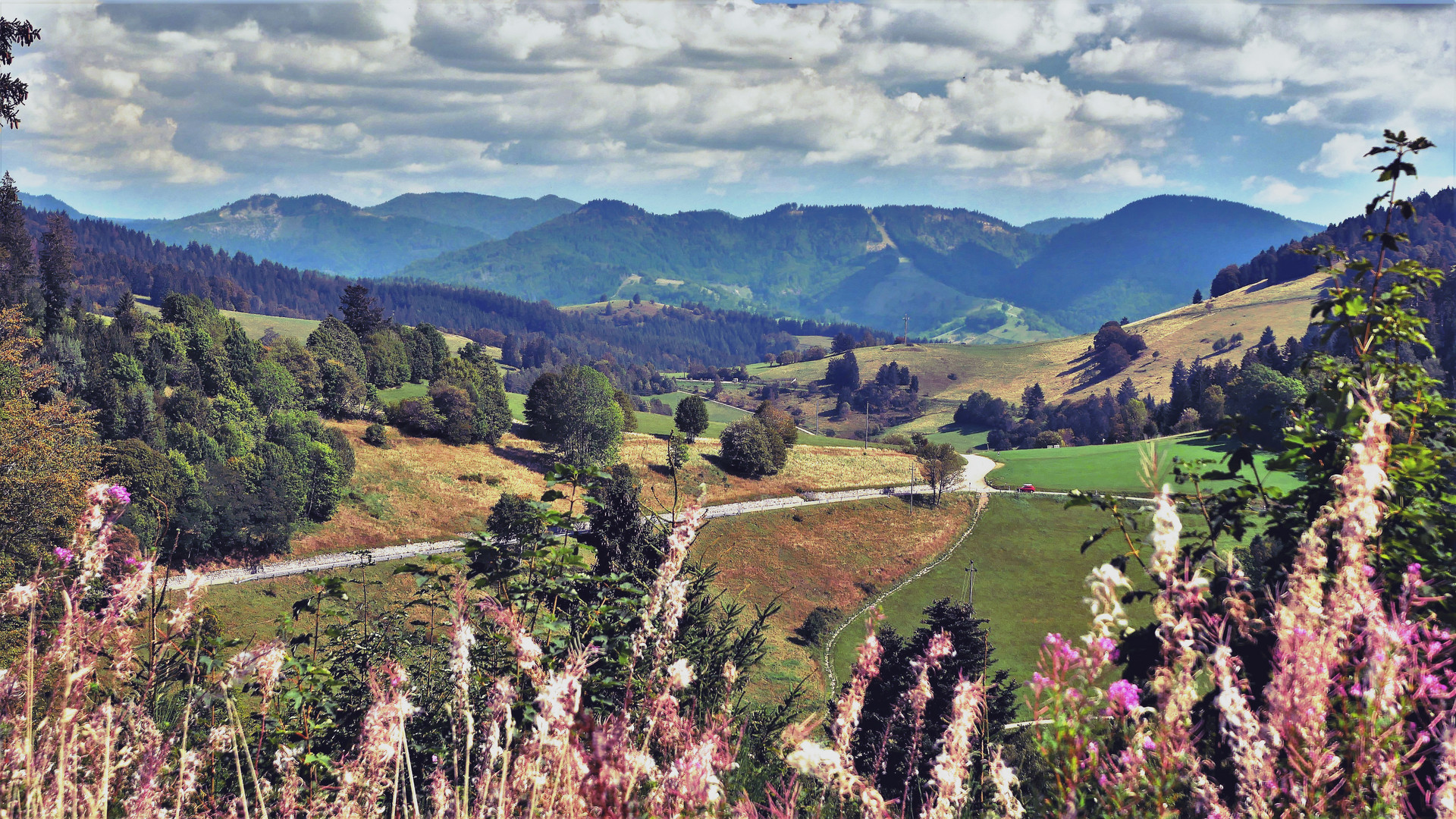 Blick ins Münstertal  