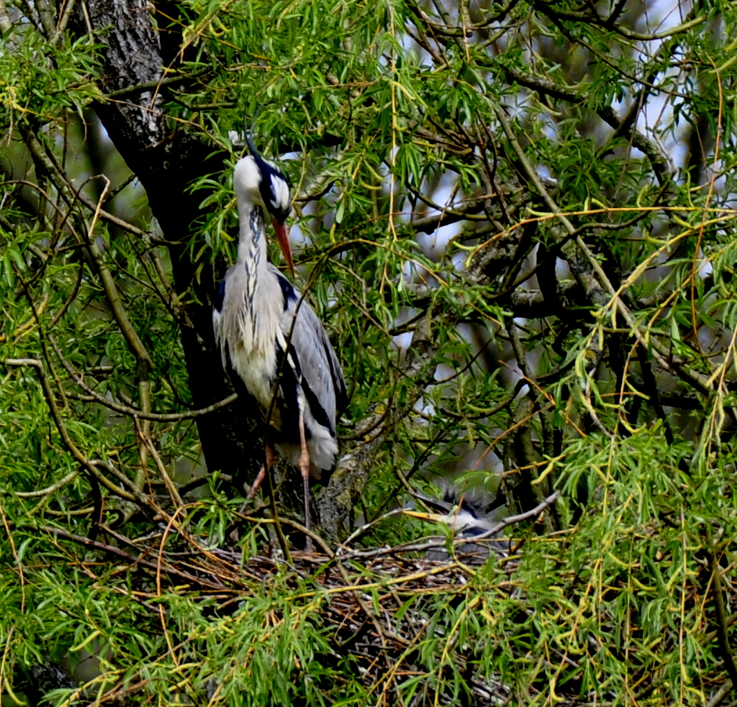 ---.. Blick ins Nest..---