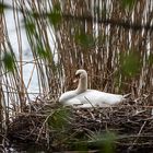 Blick ins Nest