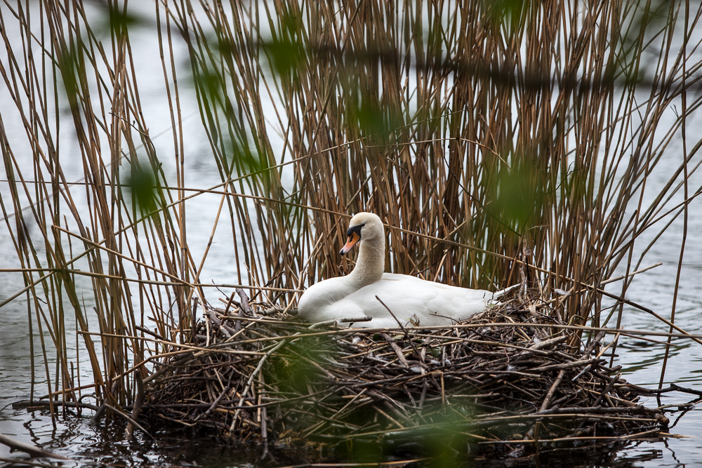 Blick ins Nest