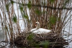 Blick ins Nest