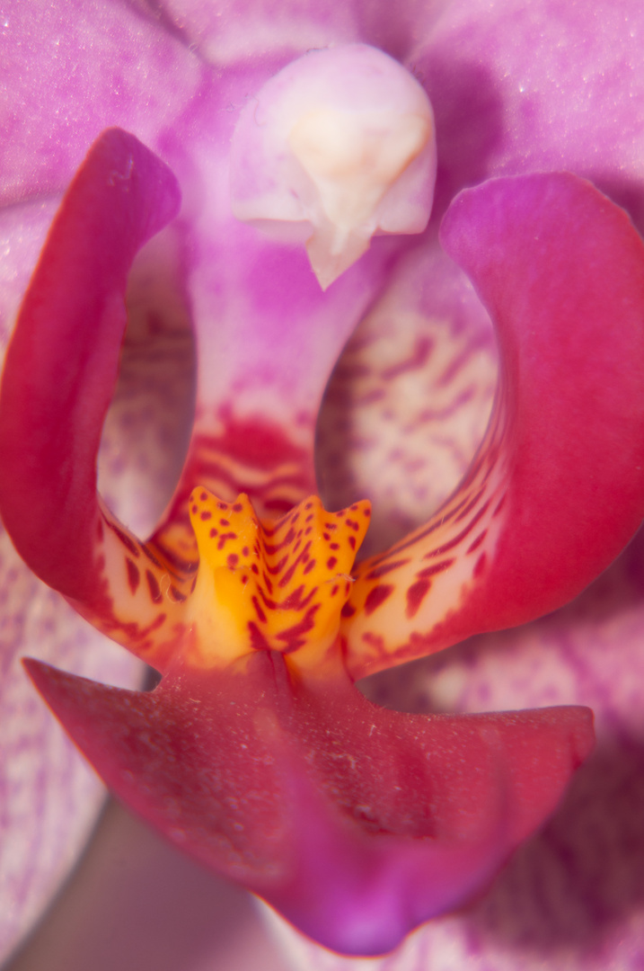 Blick ins Orchideenauge