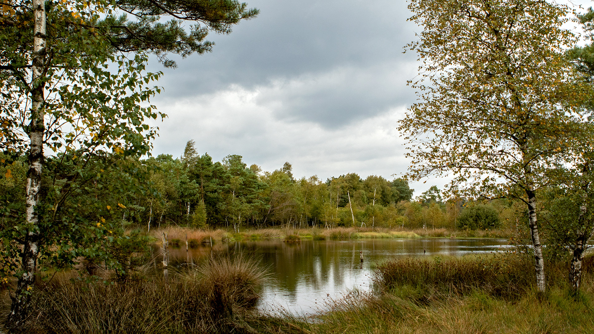 Blick ins Pietzmoor 