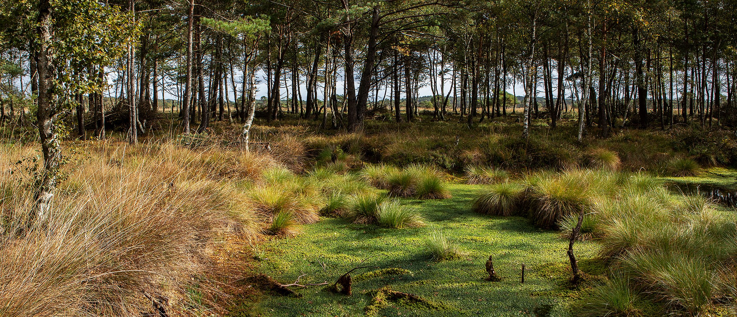 Blick in`s Pietzmoor