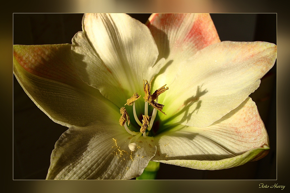 Blick ins "Plümchen" (Amaryllis)