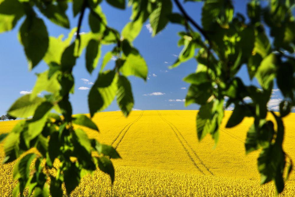 Blick in's Rapsfeld...