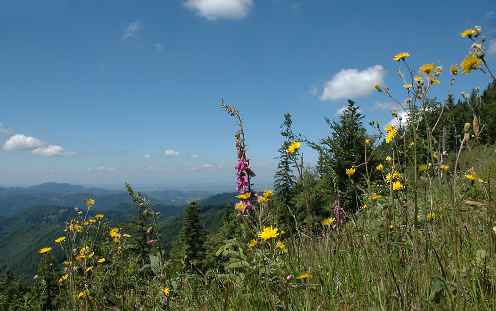 Blick ins Rheintal