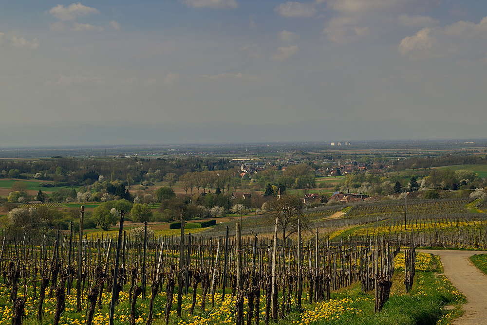 Blick ins Rheintal - Elsass - Vogesen