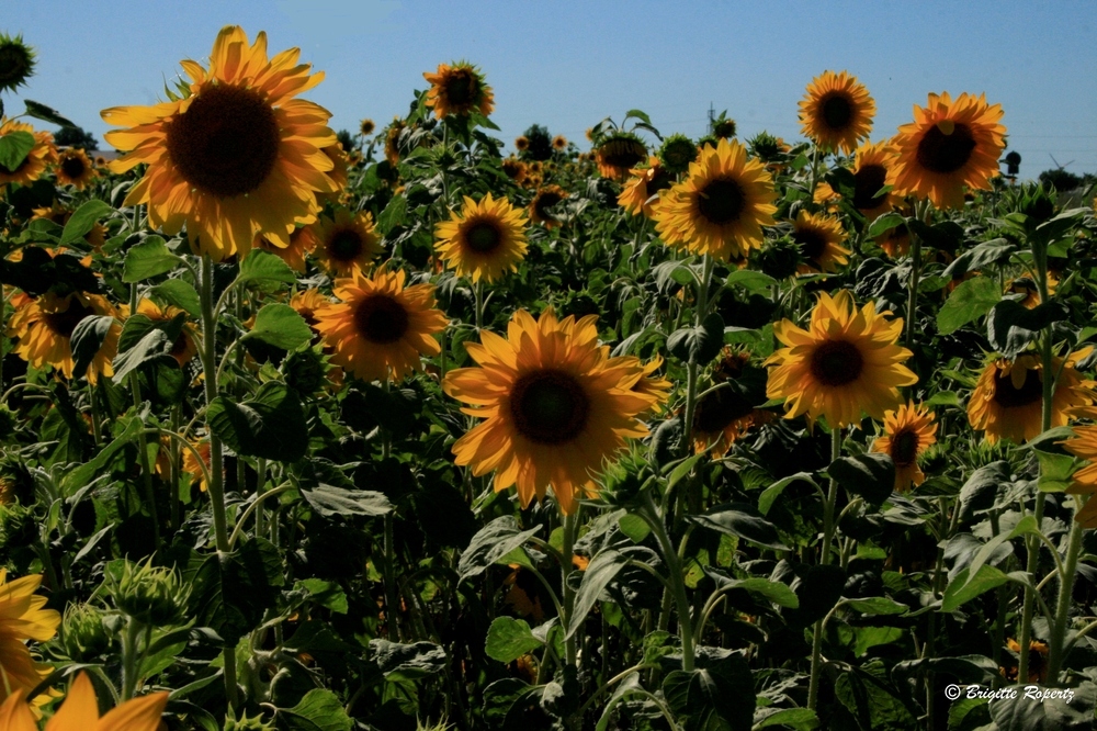 Blick ins Sonnenblumenfeld.