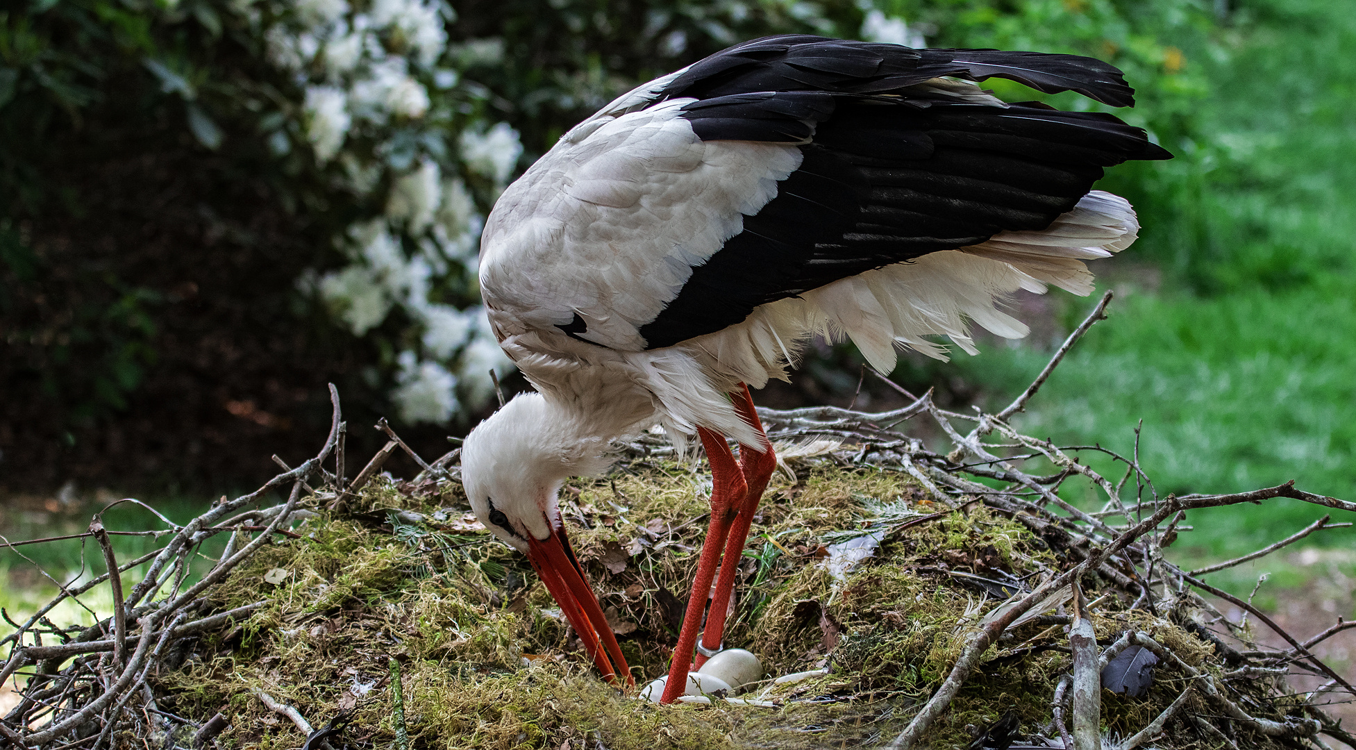 Storchennest voller Farbenfreude: Entdecke die Welt der kostenlosen Ausmalbilder!
