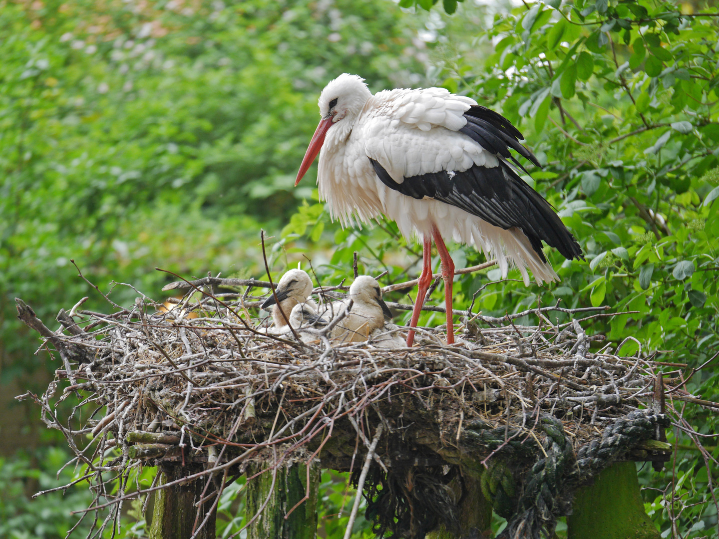 Blick ins Storchennest