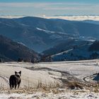 Blick ins Tal