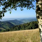 Blick ins Tal im Südschwarzwald