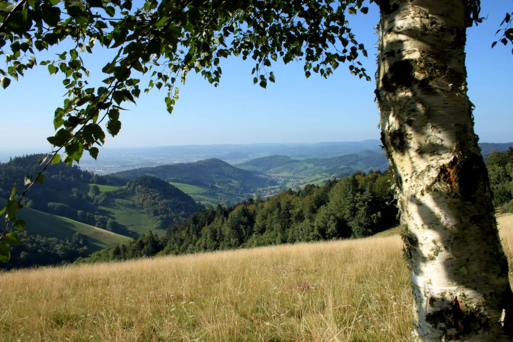 Blick ins Tal im Südschwarzwald von Feuersalamander 