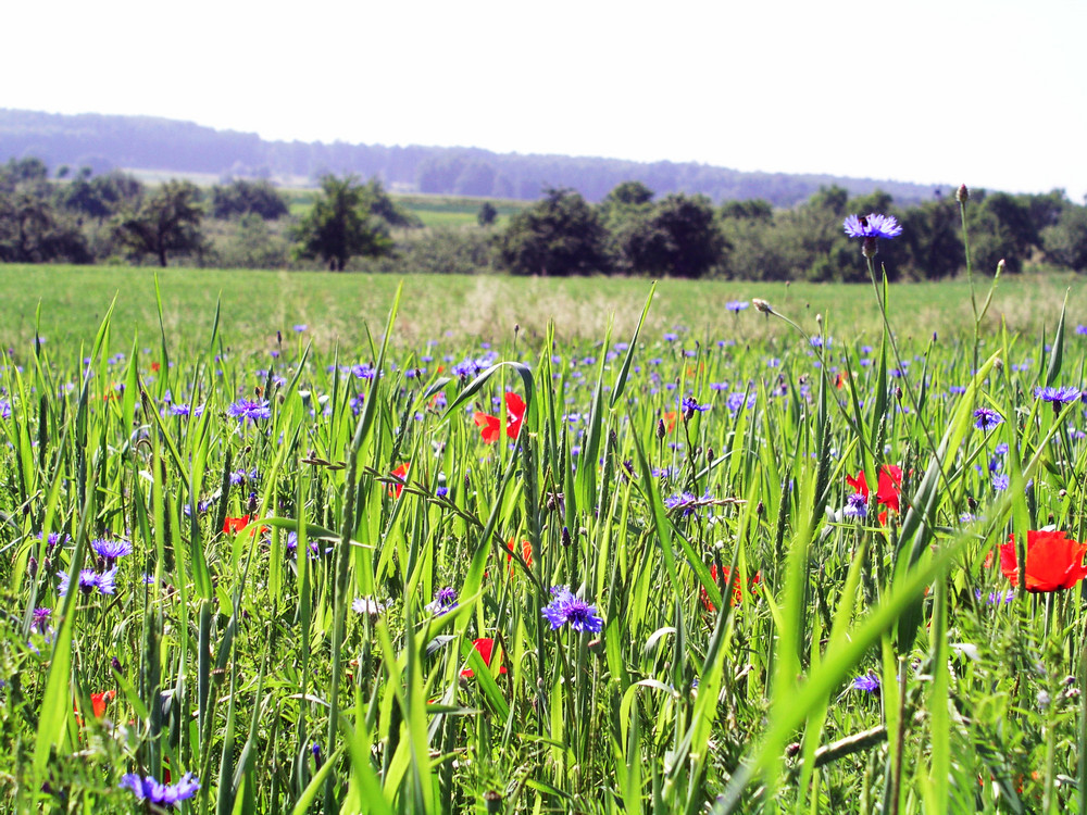 Blick ins Tal über Kornblumen