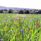 Blick ins Tal über Kornblumen