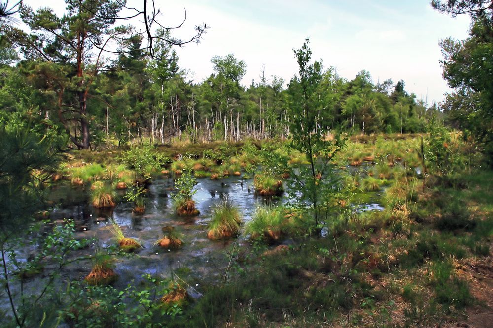 Blick ins Tister Bauernmoor