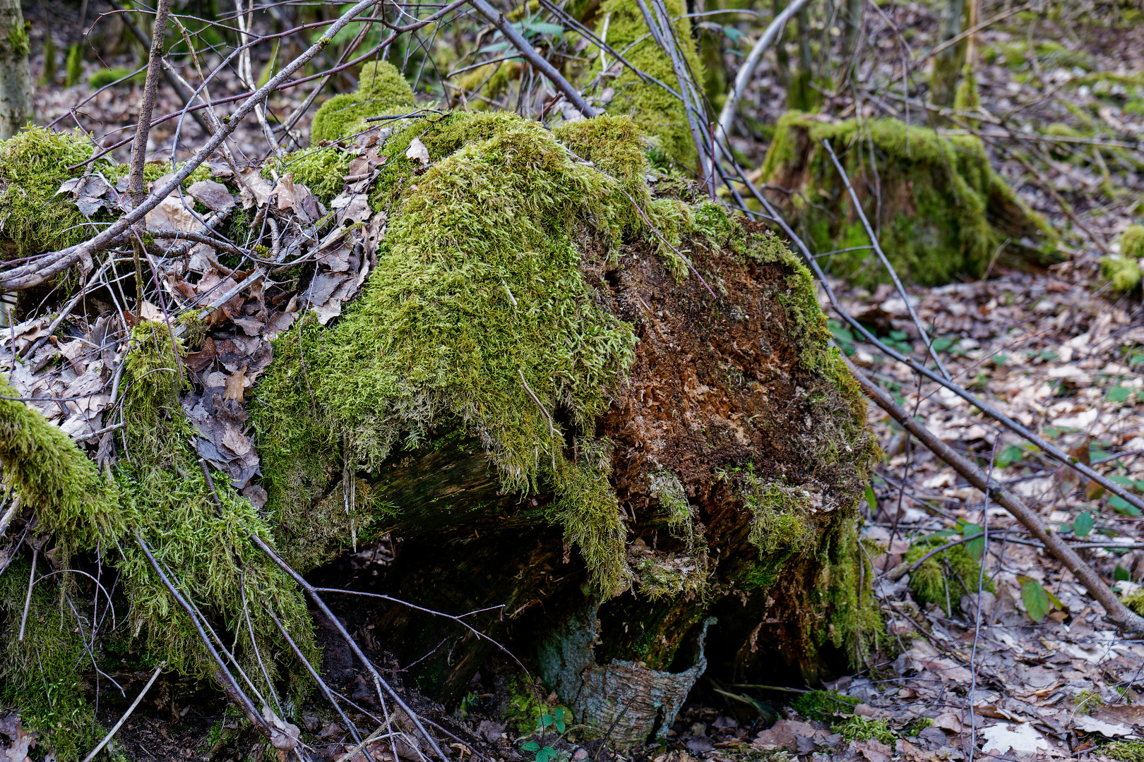 Blick ins Unterholz