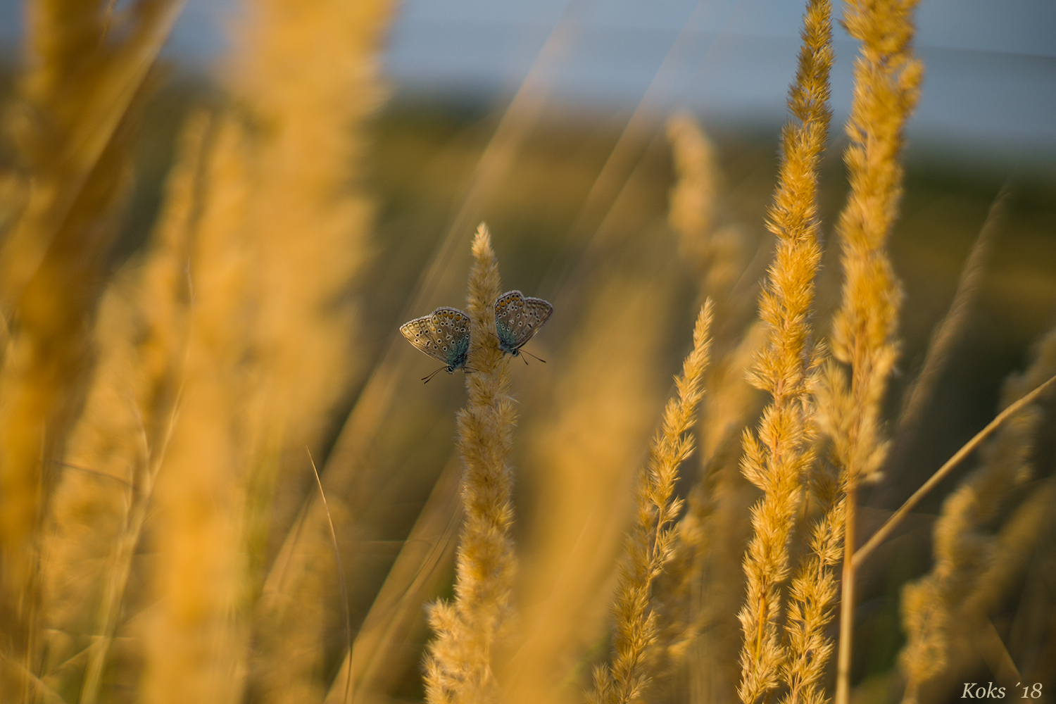 Blick ins warme Gras