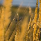 Blick ins warme Gras