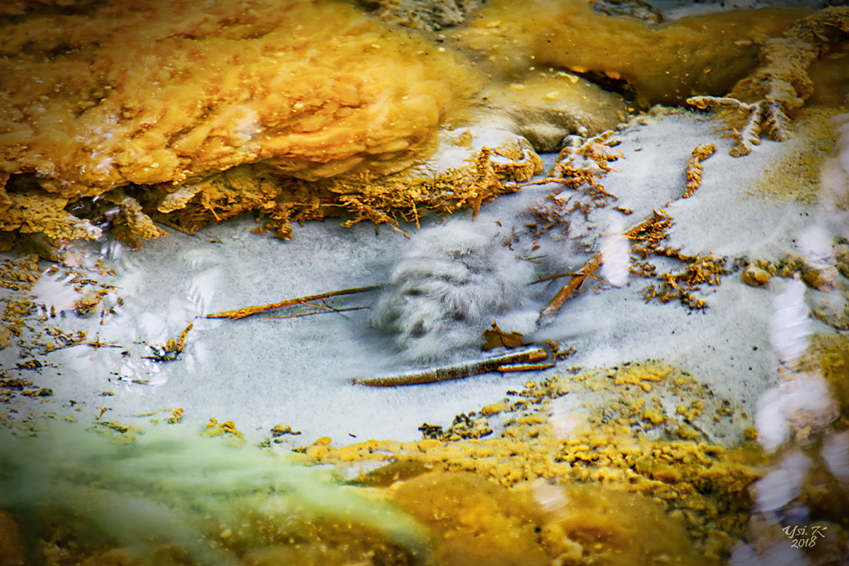 Blick ins Wasser, Hund aus Sand gesehen