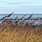 blick ins watt, sylt