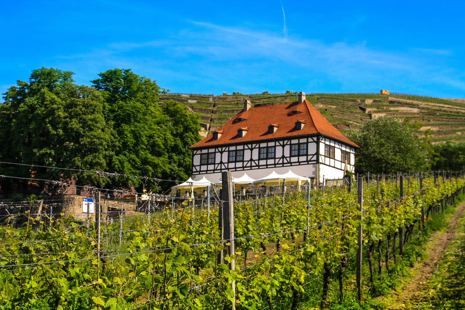 Blick ins Weingut Hoflößnitz