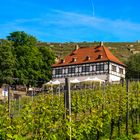 Blick ins Weingut Hoflößnitz