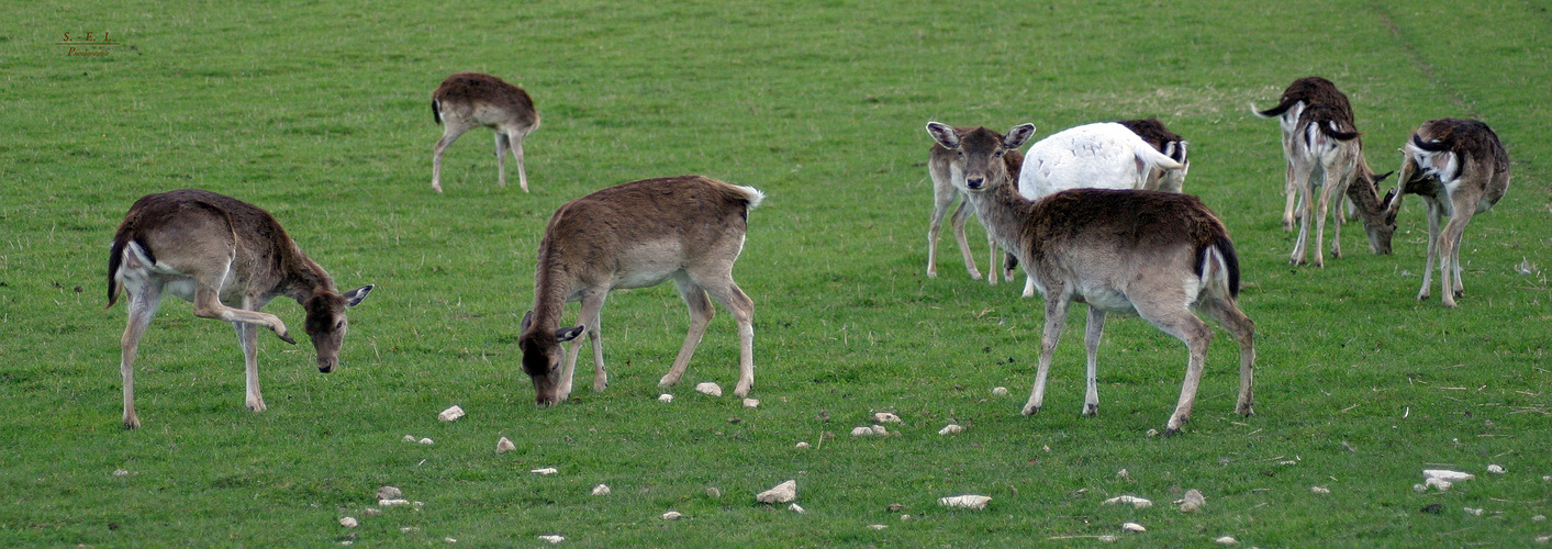 "Blick ins Wildgehege"