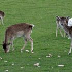 "Blick ins Wildgehege"