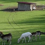 "Blick ins Wildgehege"