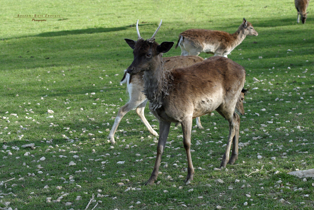 "Blick ins Wildgehege"