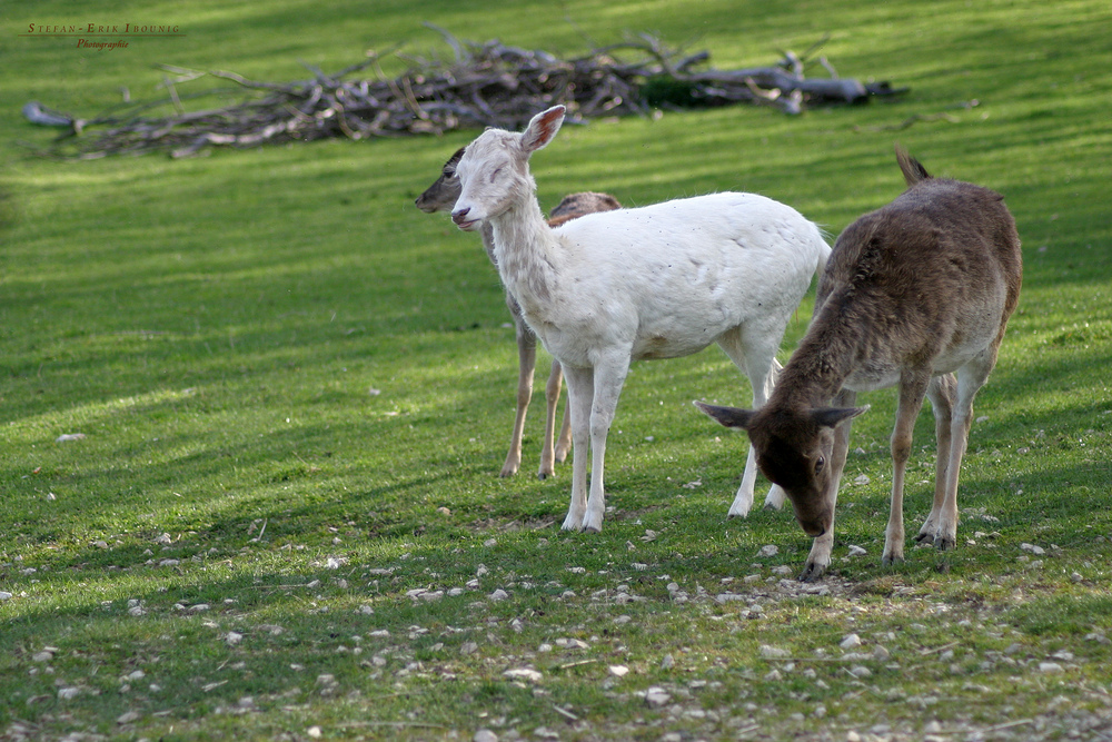 "Blick ins Wildgehege"