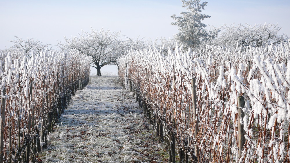 Blick mit Besigheim im Rücken auf den Reif -"Wein"