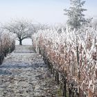 Blick mit Besigheim im Rücken auf den Reif -"Wein"