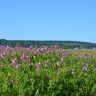 Blick nach Kloster