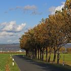 Blick nach Norden ins Elbtal bei Dresden mit der Allee von Babisnau...