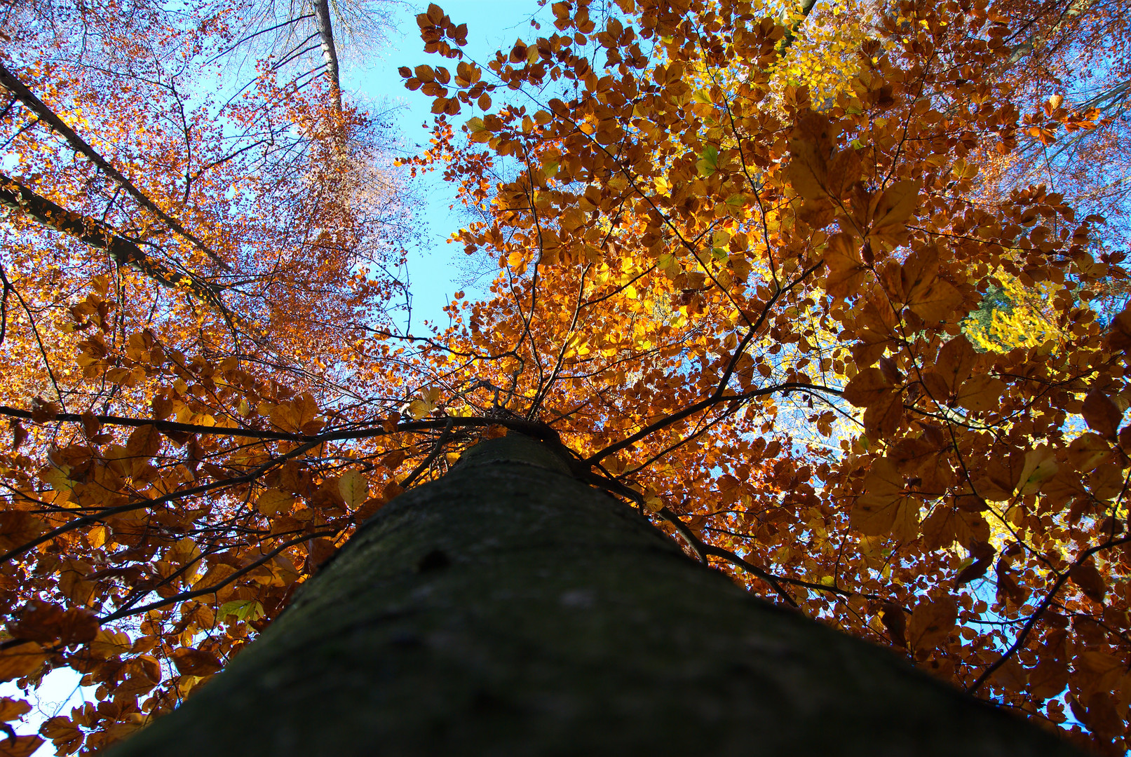 Blick nach oben