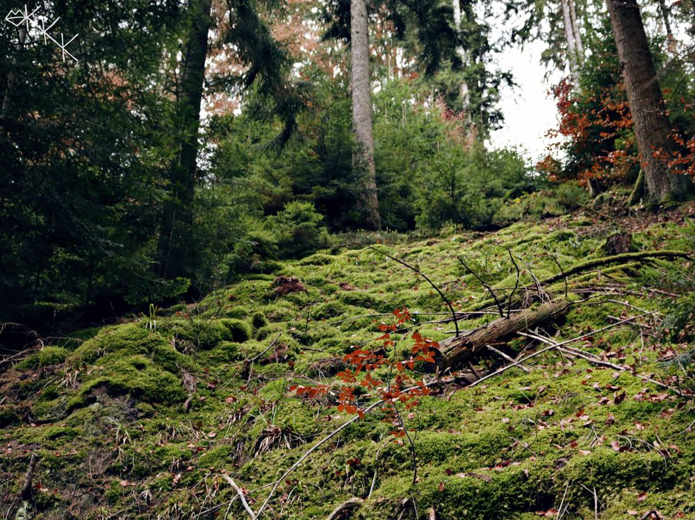 Blick nach oben