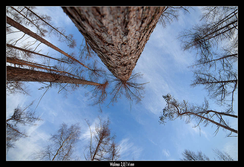 Blick nach Oben