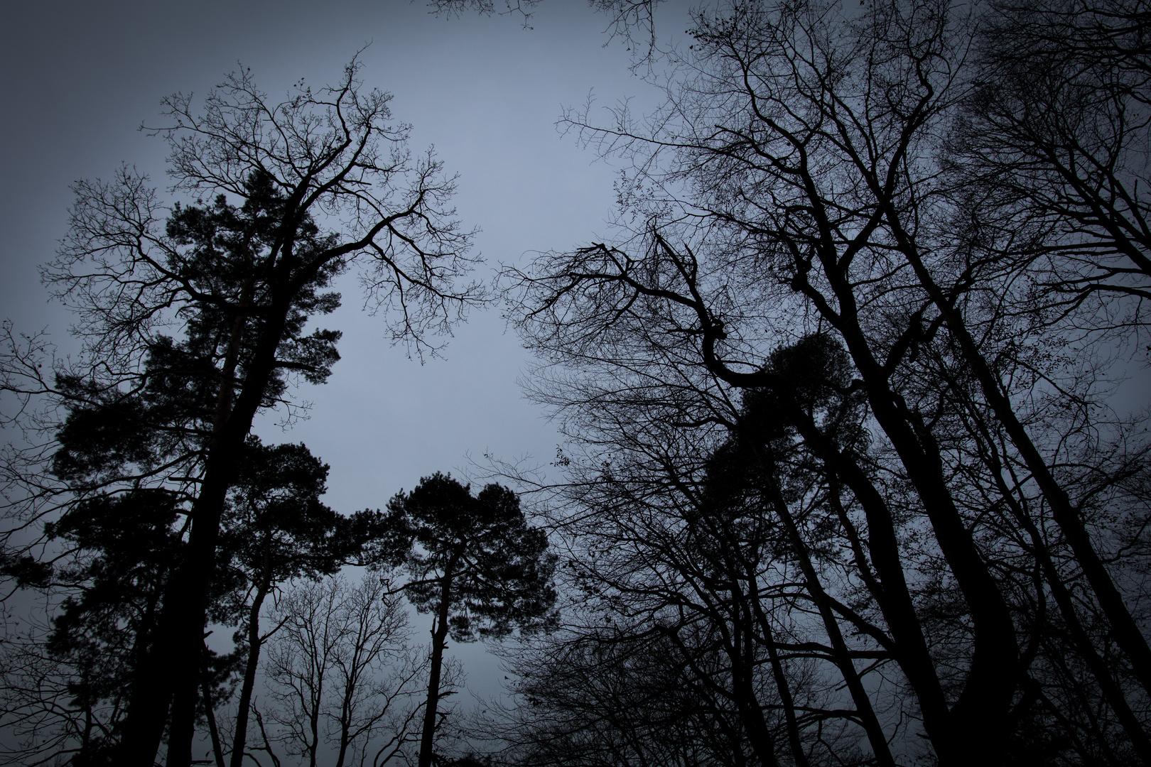 Blick nach oben im Wald